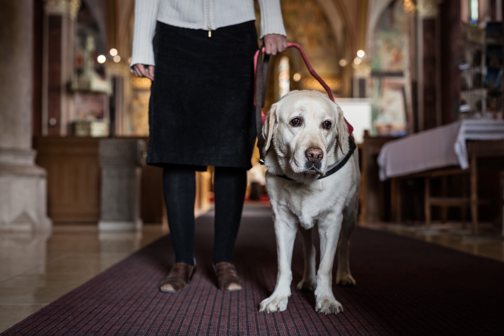 are service dogs allowed in churches